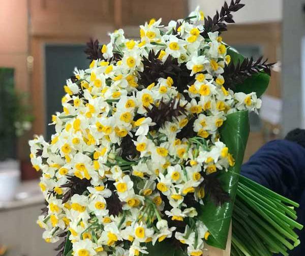 عکسهای گل نرگس برای پروفایل