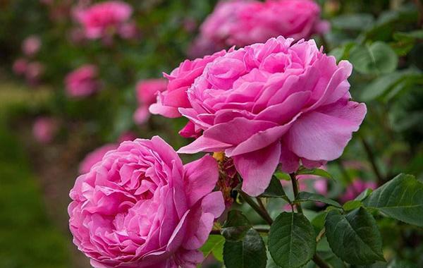 عکس های نرگس گل محمدی
