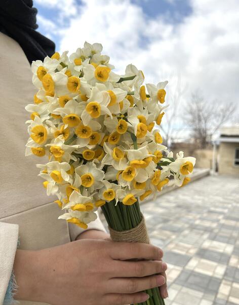 عکس گلدان گل نرگس