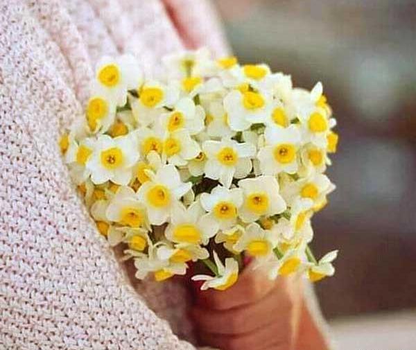 قشنگ ترین عکس گل نرگس