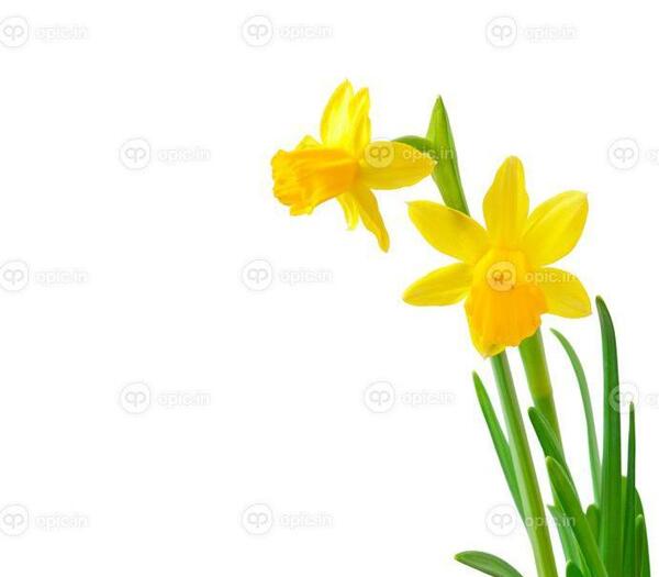 عکس های گل نرگس در طبیعت