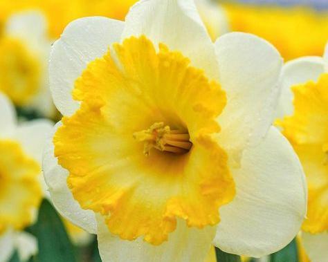 عکس های گل نرگس در طبیعت