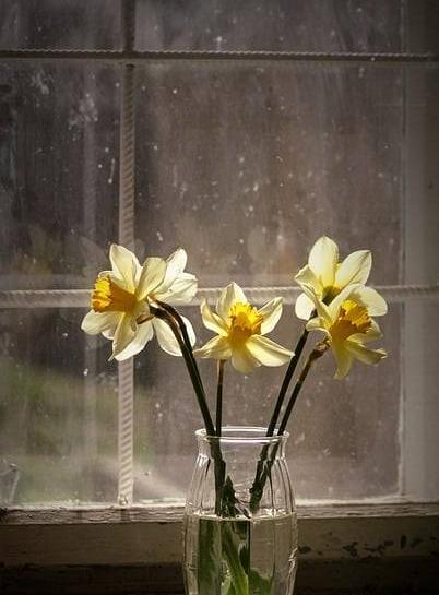 عکس های گل نرگس در طبیعت