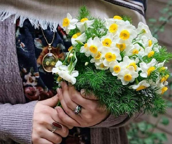 عکس های گل زیبای نرگس
