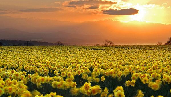 زیباترین عکس های گل نرگس