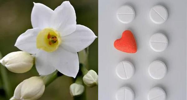زیباترین عکس های گل نرگس