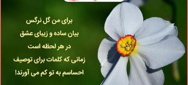 عکس گل نرگس داخل ماشین