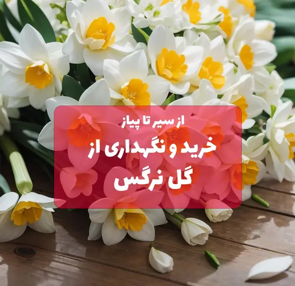 عکس گل نرگس داخل ماشین