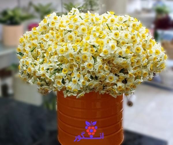 عکس گل نرگس داخل ماشین