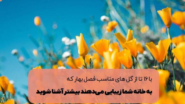 پروفایل عکس گل نرگس در برف
