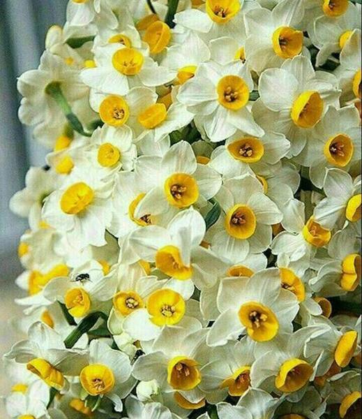 پروفایل عکس گل نرگس در برف