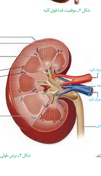 عکس قلب در کتاب زیست دهم