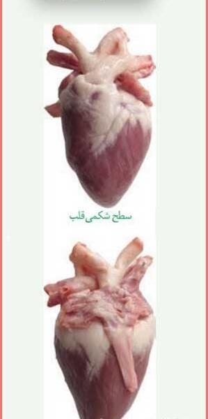 عکس قلب در کتاب زیست دهم