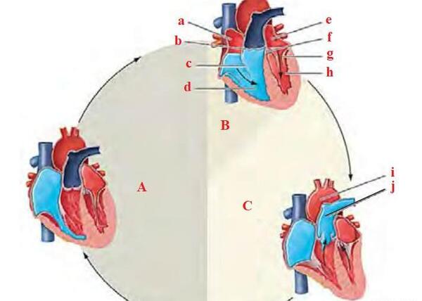 عکس قلب در کتاب زیست دهم