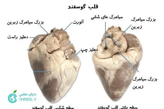 عکس نوار قلب کتاب زیست دهم