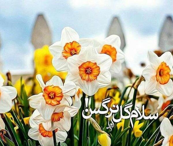 دانلود عکس پروفایل گل نرگس