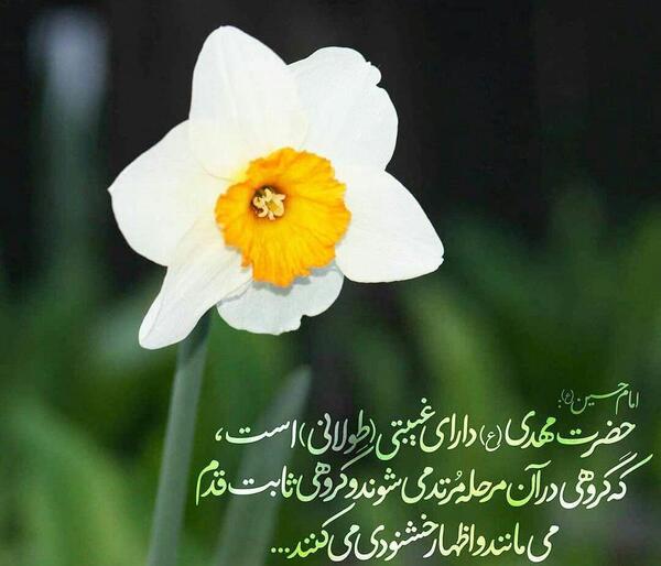 عکس پروفایل گل نرگس با متن
