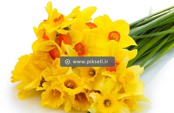 عکس های با کیفیت گل نرگس
