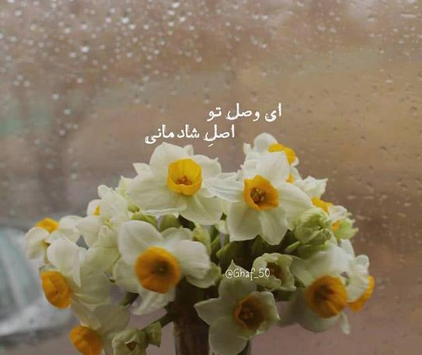 عکس های با کیفیت گل نرگس
