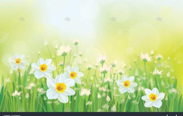دانلود عکس گل نرگس برای تصویر زمینه