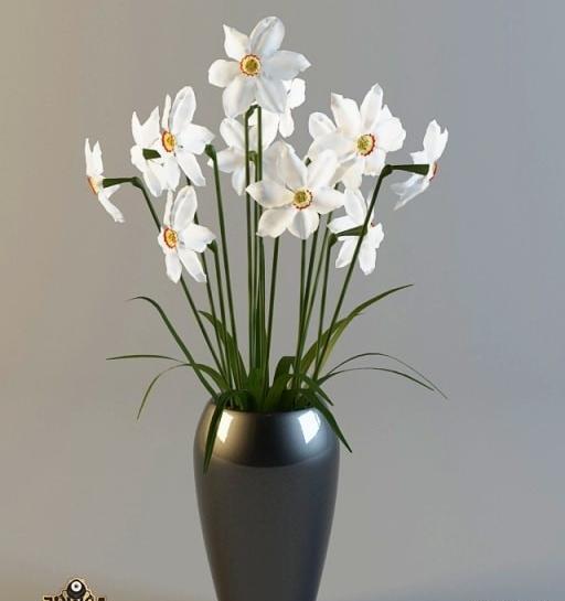 عکس اچ دی گل نرگس