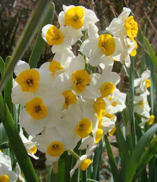 عکس اچ دی گل نرگس