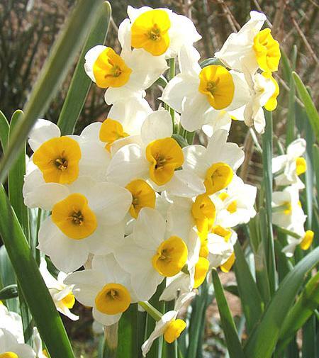 عکس باغ گل نرگس شیراز