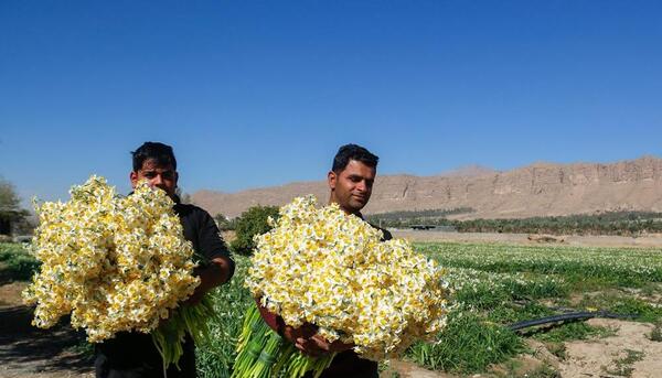 عکس باغ گل نرگس شیراز