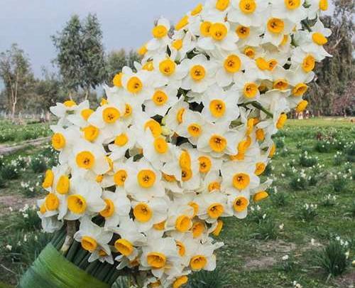 عکس باغ گل نرگس شیراز