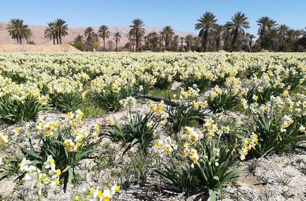 عکس باغ گل نرگس شیراز
