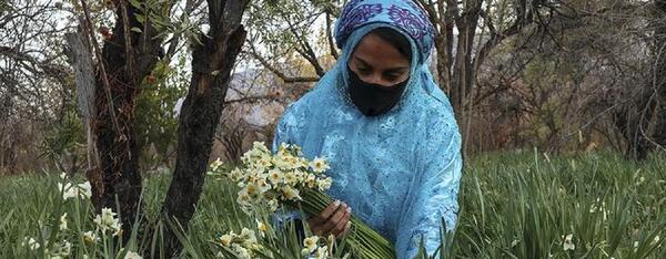 عکس باغ گل نرگس شیراز