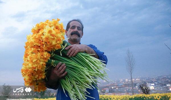عکس های متحرک گل نرگس