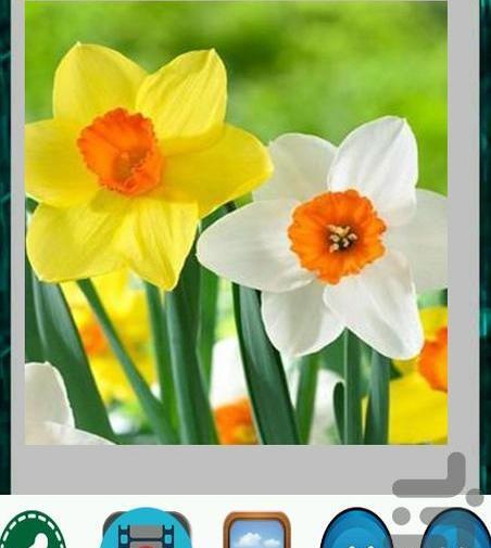 عکس های متحرک گل نرگس