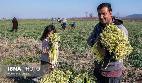 عکس های متحرک گل نرگس