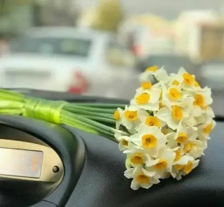 عکس های متحرک گل نرگس