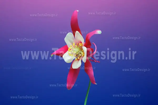 عکس نقاشی گل نرگس شیراز
