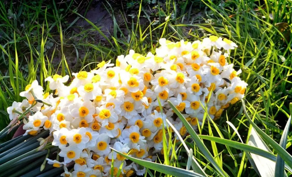 عکس نقاشی گل نرگس شیراز