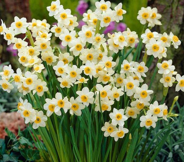 عکس نقاشی گل نرگس شیراز