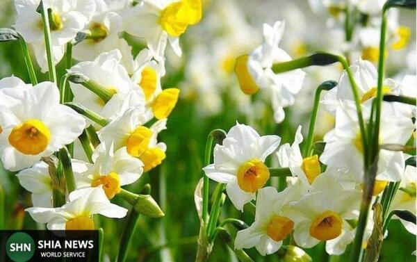 عکس هایی از گل نرگس شهلا