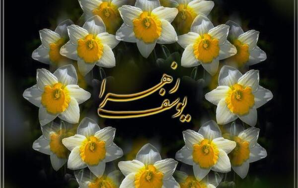 عکس هایی از گل نرگس شهلا