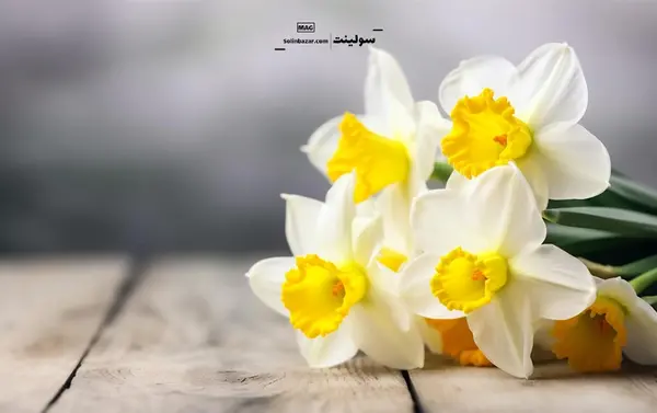 عکس هایی از گل نرگس شهلا