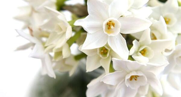 عکس هایی از گل نرگس شهلا