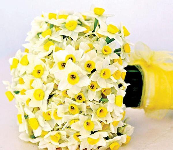 عکس هایی از گل نرگس شهلا
