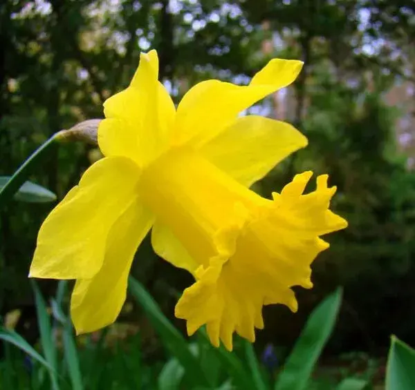 عکس هایی از گل نرگس شهلا