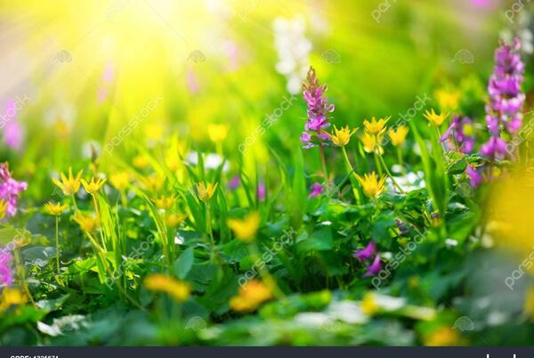 عکسهای زیبای گلهای وحشی