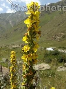 عکسهای زیبای گلهای وحشی