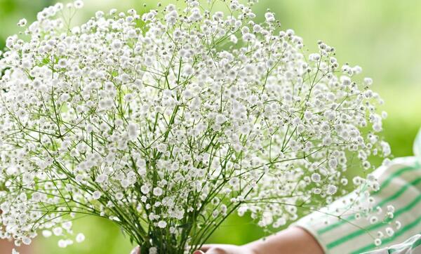 عکسهای زیبای گلهای وحشی