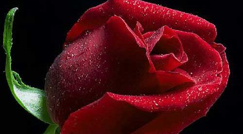 عکس های زیبای گل های زیبا