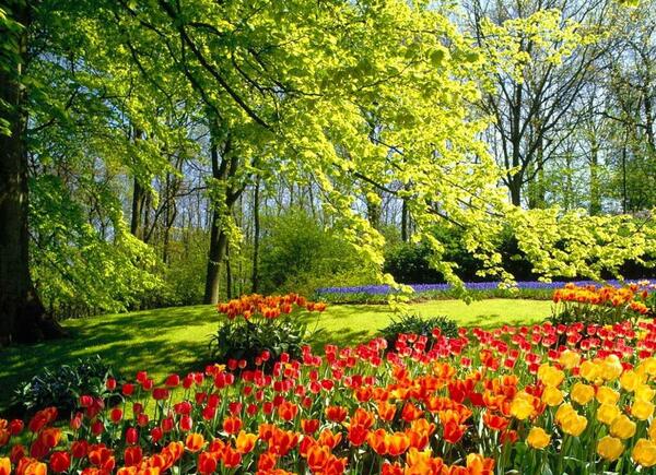 عکس های زیبای گل های
