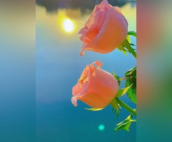 عکسهای گلهای زیبای جهان